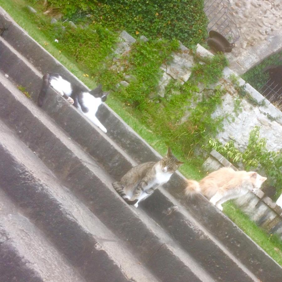 Chateau De La Cazette Sisteron Bagian luar foto